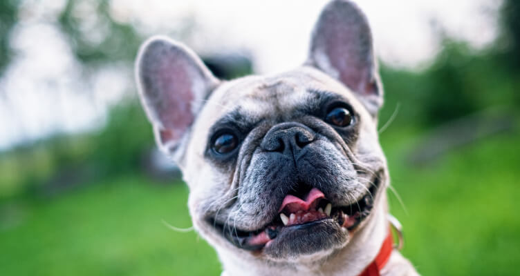 french bulldog dog panting