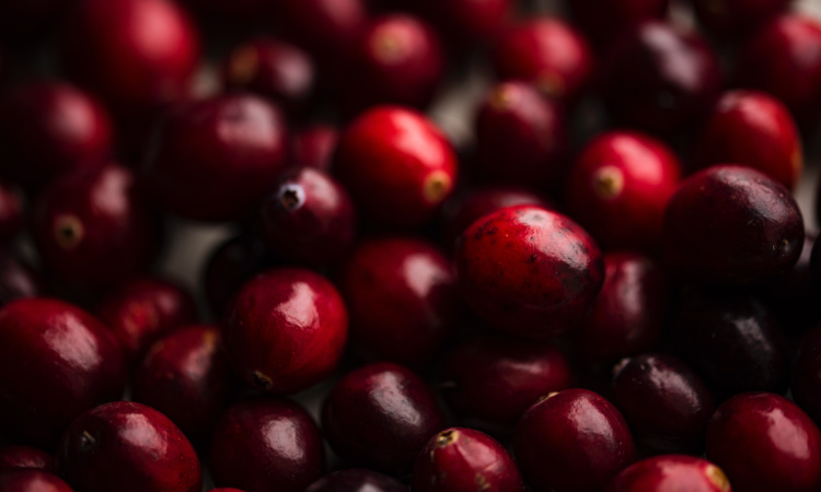 Closeup of a cluster of red cranberries to be made into cranberry sauce for Thanksgiving